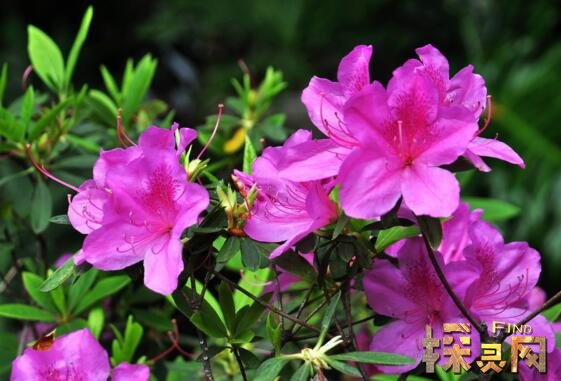 阳台种什么植物风水好，盘点十大阳台化煞招财植物