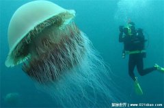 科学家在深海发现的奇怪生物，巨型幻影水母(1899年发现)不该存在的秘密是什么？