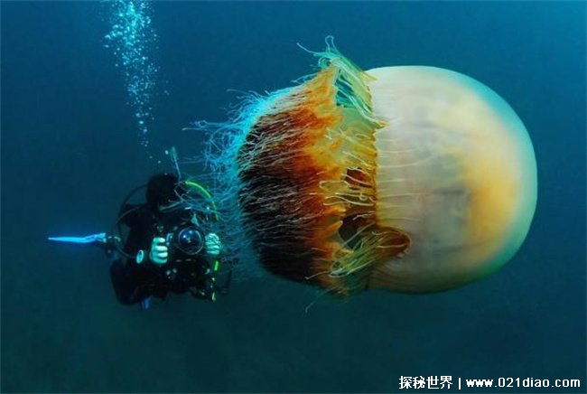 科学家在深海发现的奇怪生物，巨型幻影水母(1899年发现)