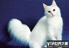 世界上最古老的长毛猫咪品种 土耳其安哥拉猫(适应性很强)