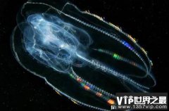 世界上十大神秘海洋动物 庞贝虫耐高温(体长15厘米)