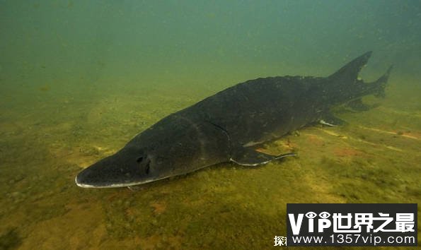 世界上十大体型最长的鱼 鲸鲨体长可达20米(性格凶猛)