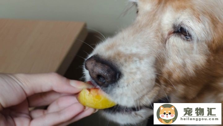 狗狗能够吃桃子吗(狗狗能够吃桃子吗为什么)