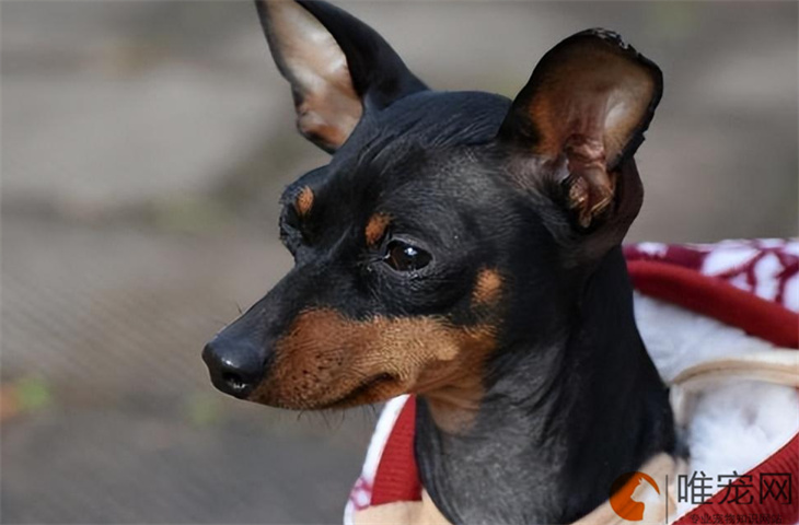 小鹿犬不能吃的水果有哪些 饮食应该注意什么