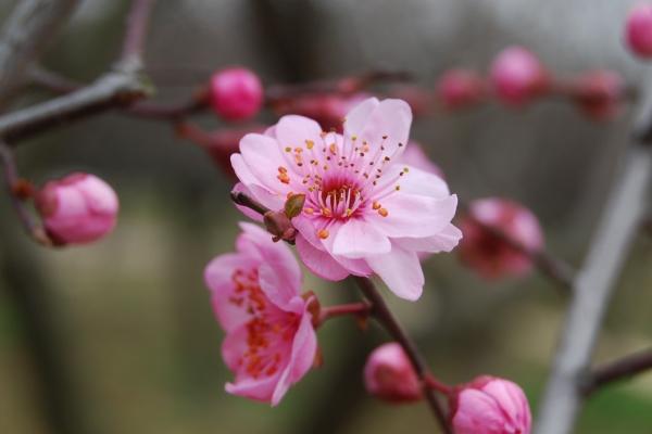 苏州春节赏花地点有哪些