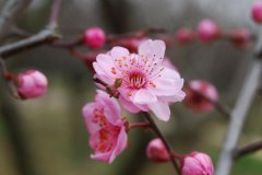 苏州春节赏花地点有哪些你都知道哪些？