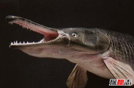 深海鸭嘴蛇身怪鱼 最凶猛食肉淡水鱼雀鳝 剧毒 不可食用