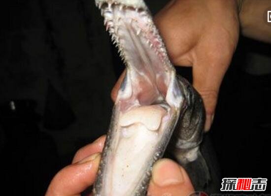 深海鸭嘴蛇身怪鱼 最凶猛食肉淡水鱼雀鳝 剧毒 不可食用