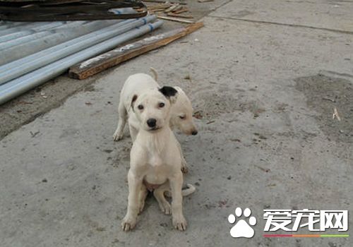 如何训练灵缇幼犬 训练灵缇一定要有耐心