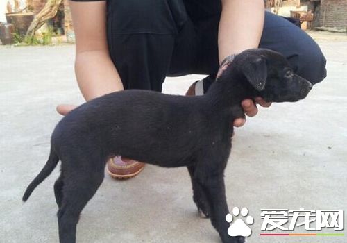 如何训练灵缇幼犬 训练灵缇一定要有耐心