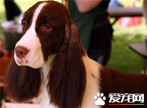 史宾格犬训练方法 要适度的回应并表示赞赏