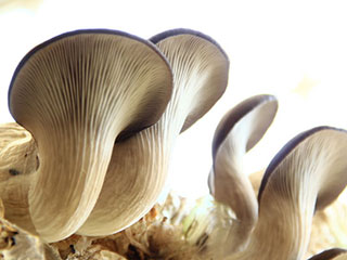 一种菌菇含抗癌物质 这样吃最佳