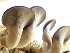一种菌菇含抗癌物质 这样吃最佳
