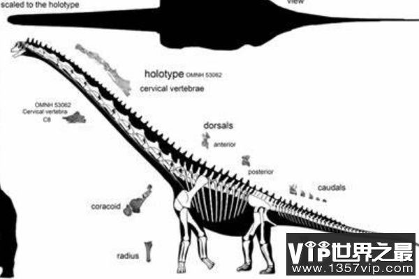 帕拉克西龙：蜥脚下目巨龙类恐龙体型20米/四肢粗壮如大象