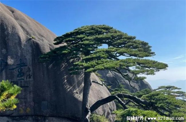 中国超有名气的大树 迎客松警卫也换了几十代 位于黄山