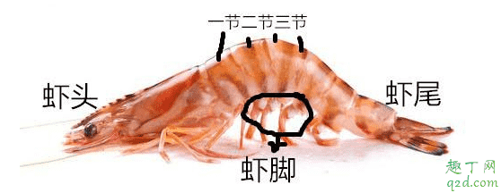 虾头可以吃吗 吃虾头好不好4