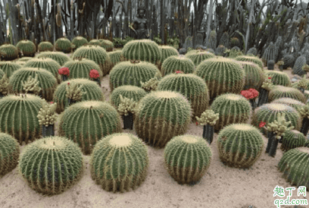 深圳仙湖植物园能求护身符吗 深圳仙湖植物园可以放生吗1