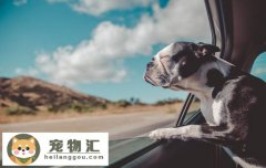 罗威纳霸气取名公犬 罗威纳霸气取名母犬