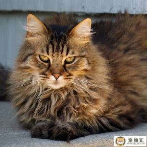 长毛猫的种类与特点（常见的长毛猫有哪些及性格特征）