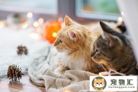 狸花猫最大的体重是多少斤(十个月大的狸花猫大约多少斤)