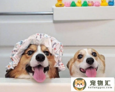 小狗几个月可以洗澡（幼犬多少天可以洗澡应该注意什么）