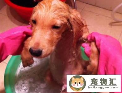 小狗几个月可以洗澡（幼犬多少天可以洗澡应该注意什么）