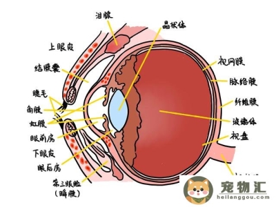 猫的眼睛为什么有很多种颜色(猫的眼睛为什么有两种颜色)