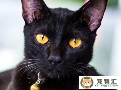 猫的眼睛为什么有很多种颜色(猫的眼睛为什么有两种颜色)