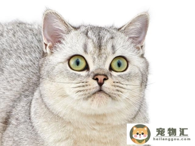 猫的眼睛为什么有很多种颜色(猫的眼睛为什么有两种颜色)