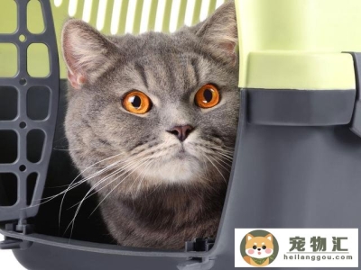 猫的眼睛为什么有很多种颜色(猫的眼睛为什么有两种颜色)