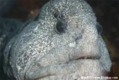 世界上最丑的鱼类，狼鳗鱼 俗称大海怪