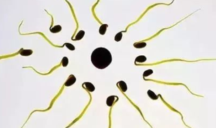 精子畸形会造成胎儿畸形吗 精子畸形率高该怎么处理