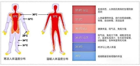 人类的体温为何持续下降