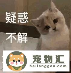 猫一顿要吃多少猫粮(猫一餐吃多少克猫粮合适)