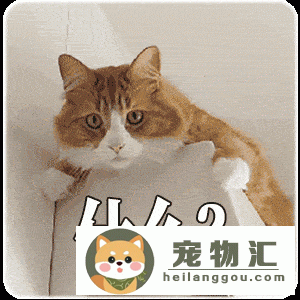 猫一顿要吃多少猫粮(猫一餐吃多少克猫粮合适)