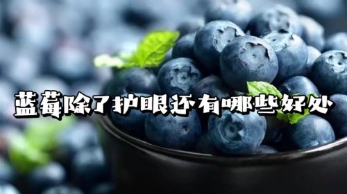 蓝莓不仅仅护眼还是养生界的璀璨明珠