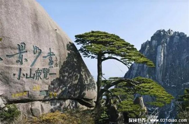 中国最奇怪的一棵树 迎客松800年保持同种姿势 枝干结实