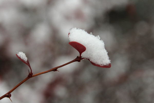 小雪是第几个节气 小雪节气有什么禁忌