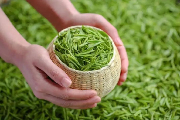 谷雨茶和明前茶的分别 谷雨茶何时采摘最好