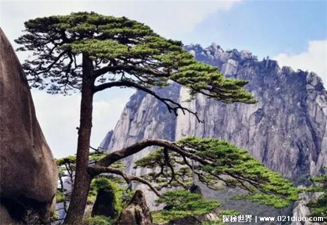 中国最奇怪的一棵树 迎客松800年保持同种姿势 枝干结实