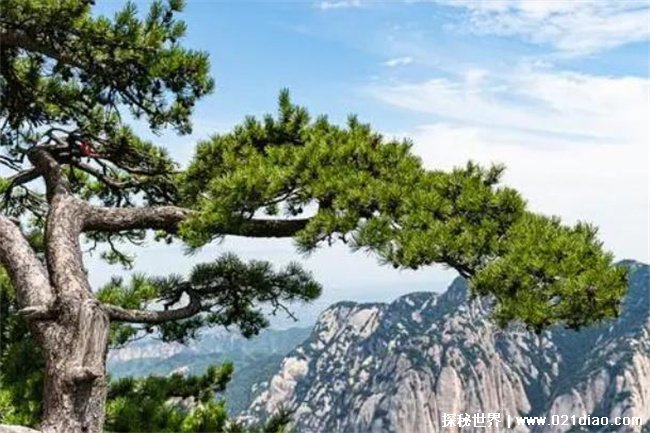 中国最奇怪的一棵树 迎客松800年保持同种姿势 枝干结实