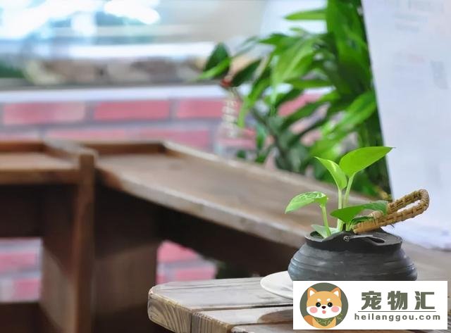 对猫无毒的家养植物(猫可以吃的家养绿植)