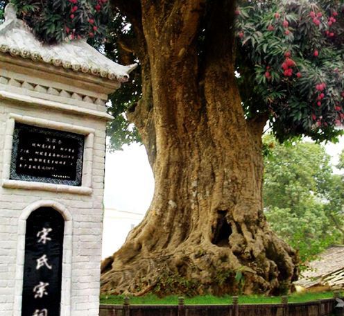 世界上最粗的树木:树干周长达58米
