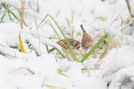 小雪有什么讲究 小雪是要下雪了吗