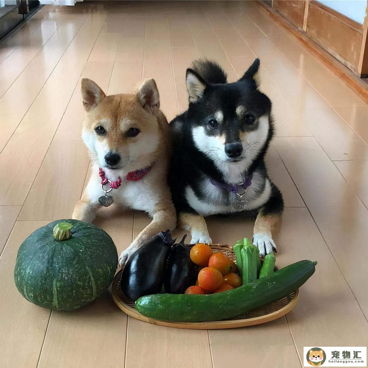 狗狗蔬菜水果怎么吃（狗狗能吃的水果图片）