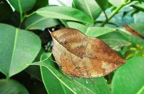 这种生物不仔细看 还以为是片树叶