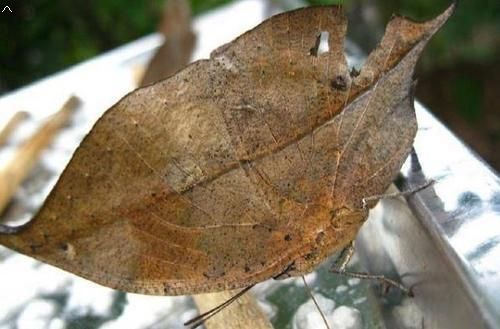 这种生物不仔细看 还以为是片树叶