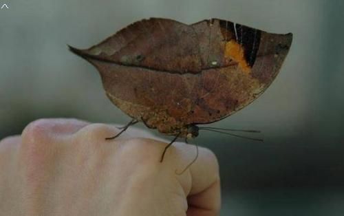 这种生物不仔细看 还以为是片树叶