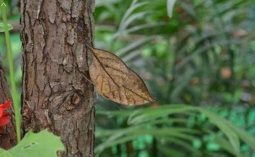 这种生物不仔细看 还以为是片树叶