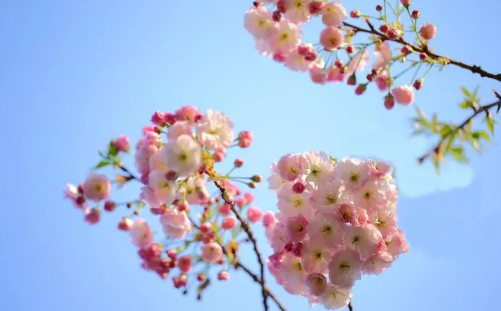 2024年清明节去武汉还能看到樱花吗1